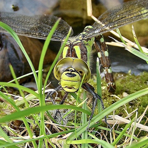 southern hawker